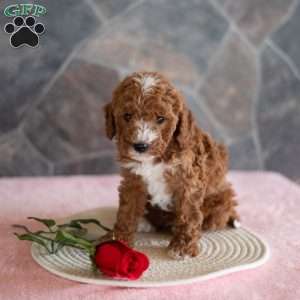 Wanda, Miniature Poodle Puppy